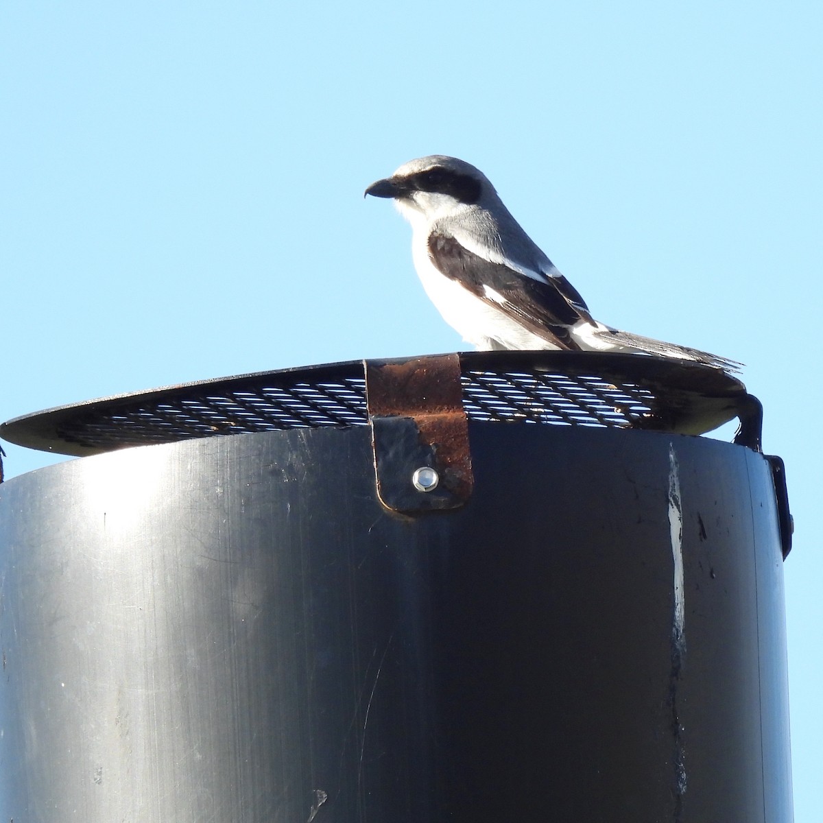 Loggerhead Shrike - ML620197293