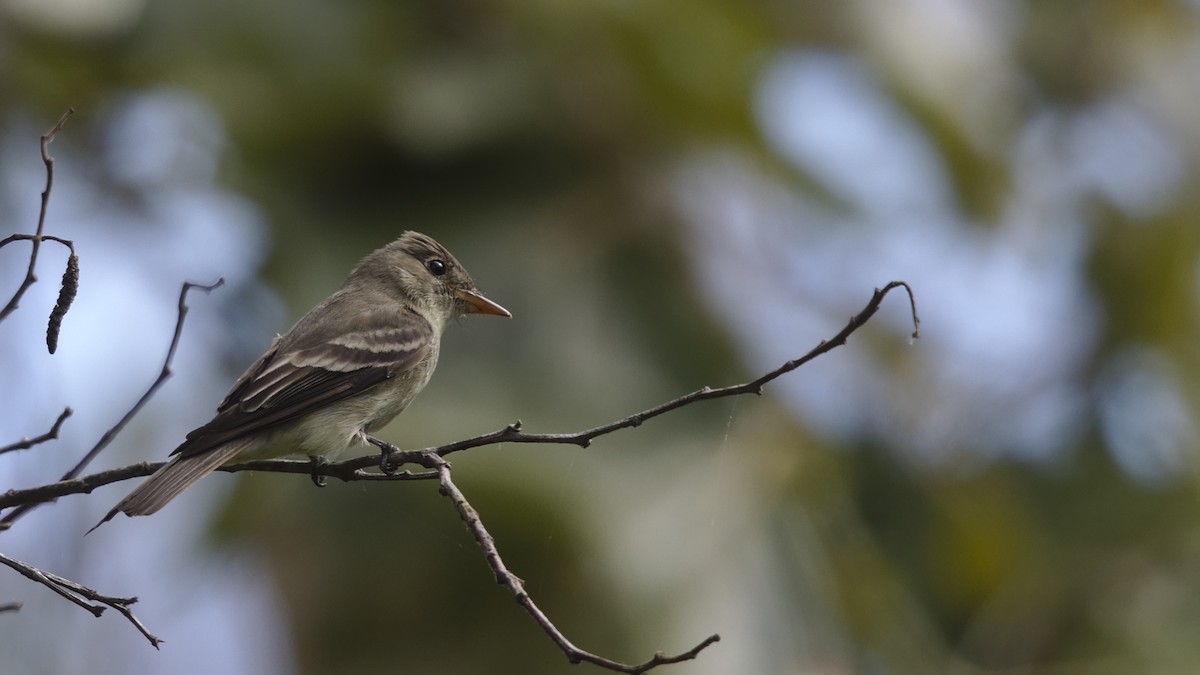 Eastern Wood-Pewee - ML620197294