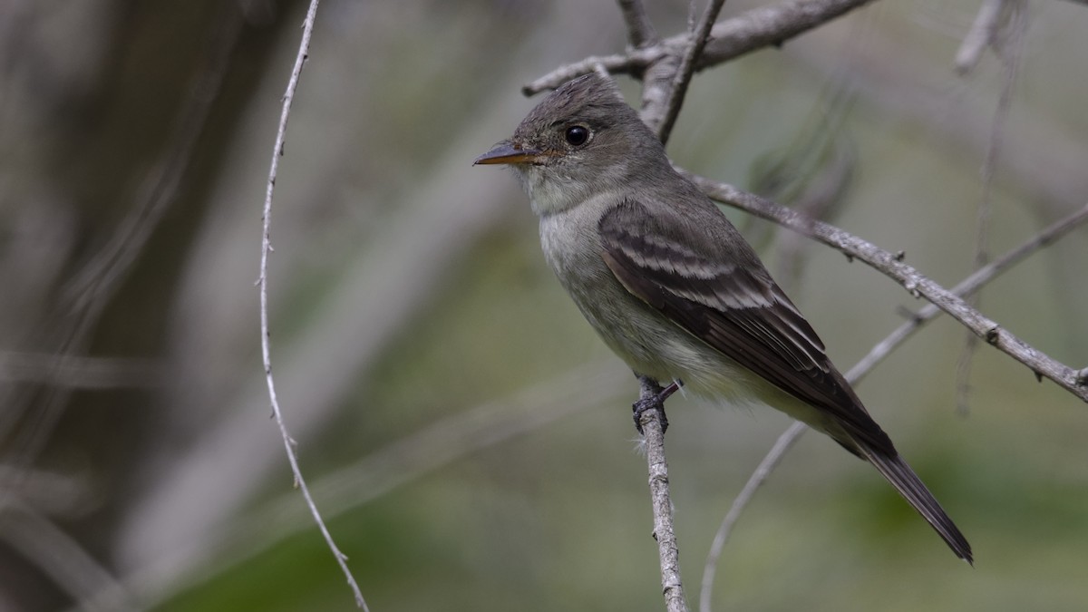 Eastern Wood-Pewee - ML620197298