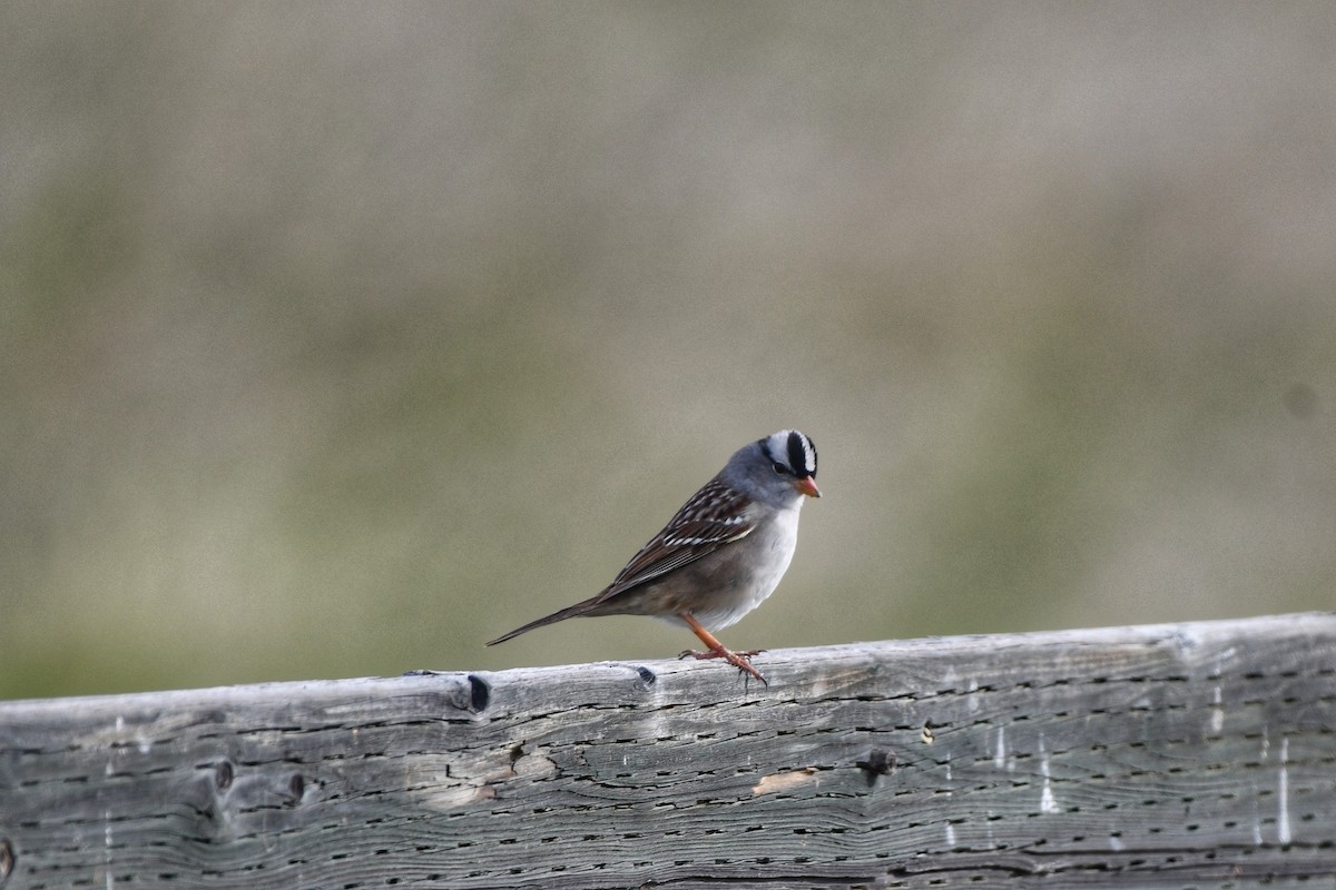 White-crowned Sparrow - ML620197305