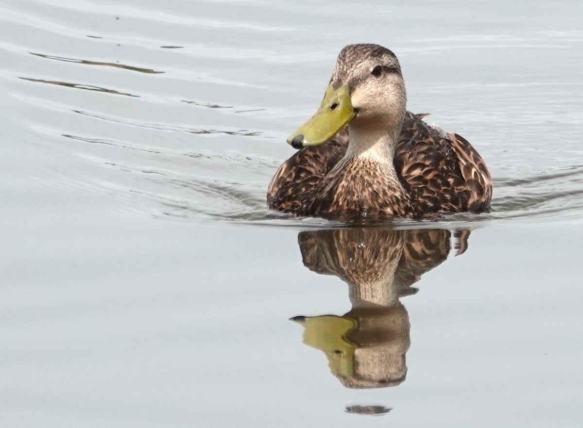 Mottled Duck - ML620197310