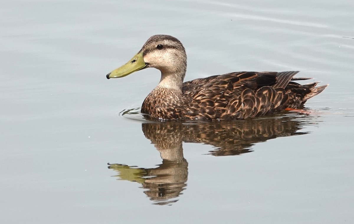 Mottled Duck - ML620197311