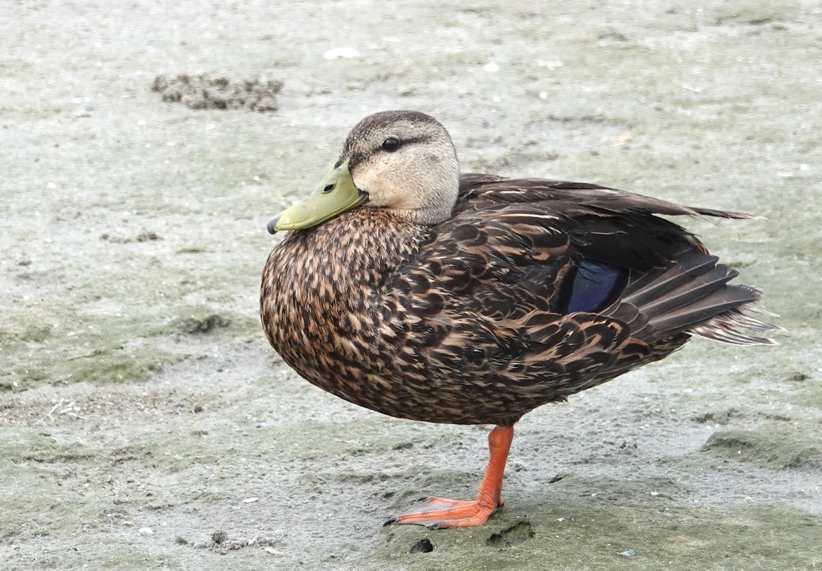 Mottled Duck - ML620197312