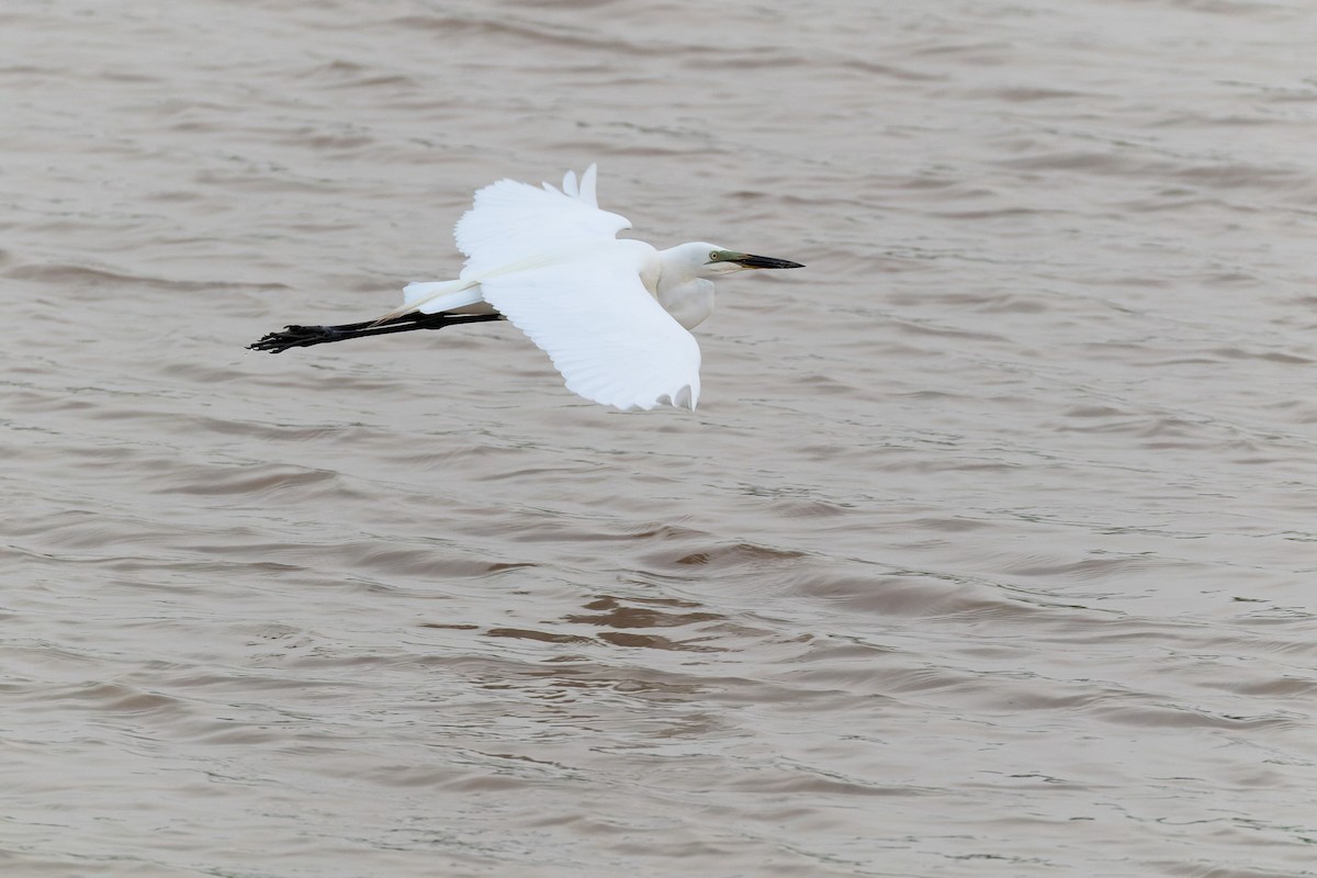 Great Egret - ML620197314