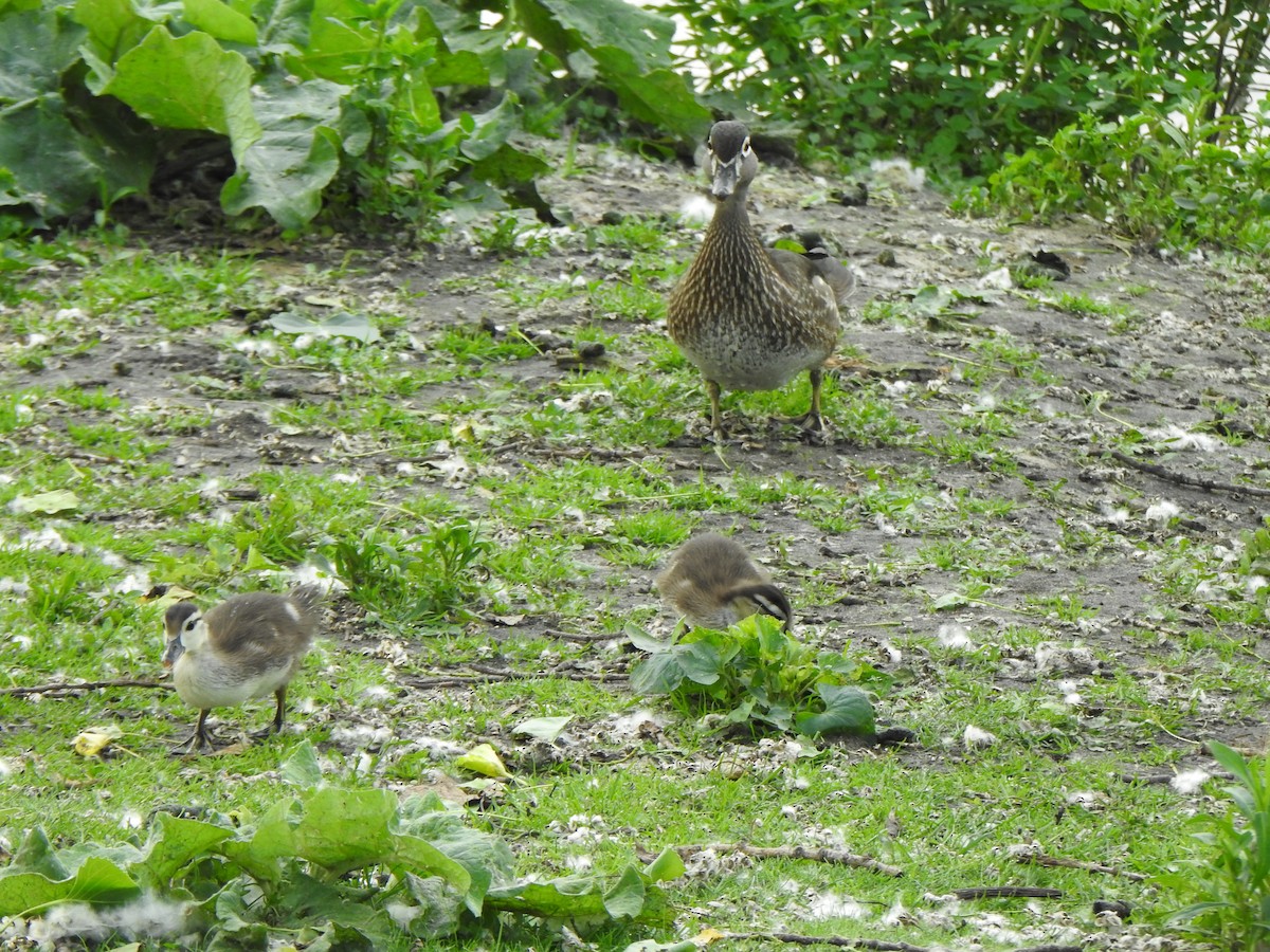 Wood Duck - ML620197317