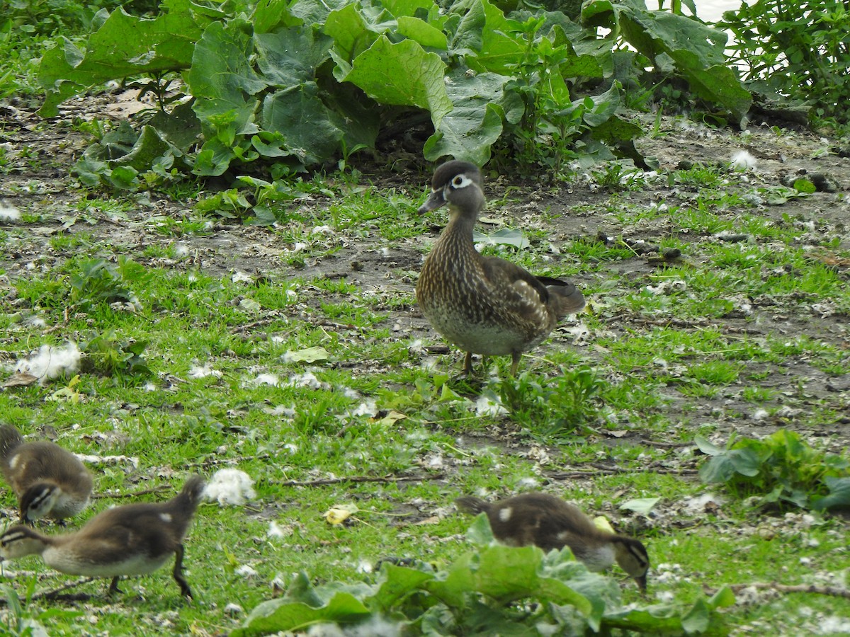 Wood Duck - ML620197318