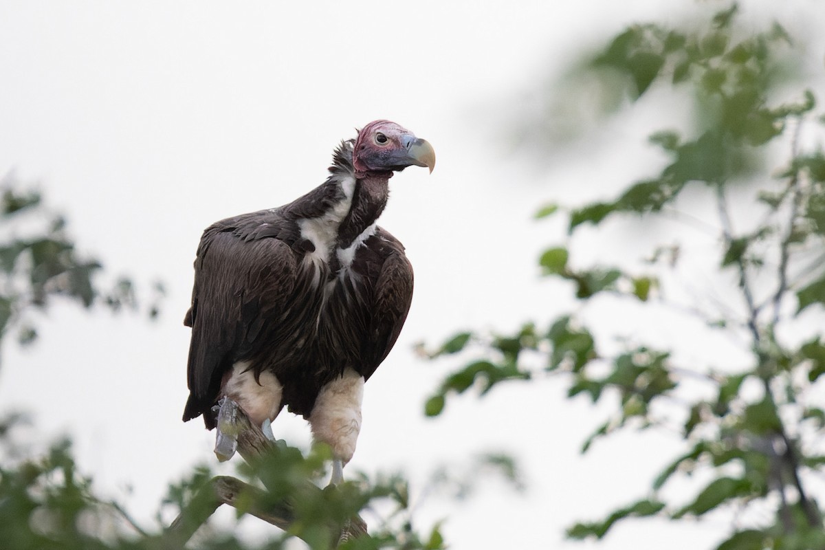 Lappet-faced Vulture - ML620197319