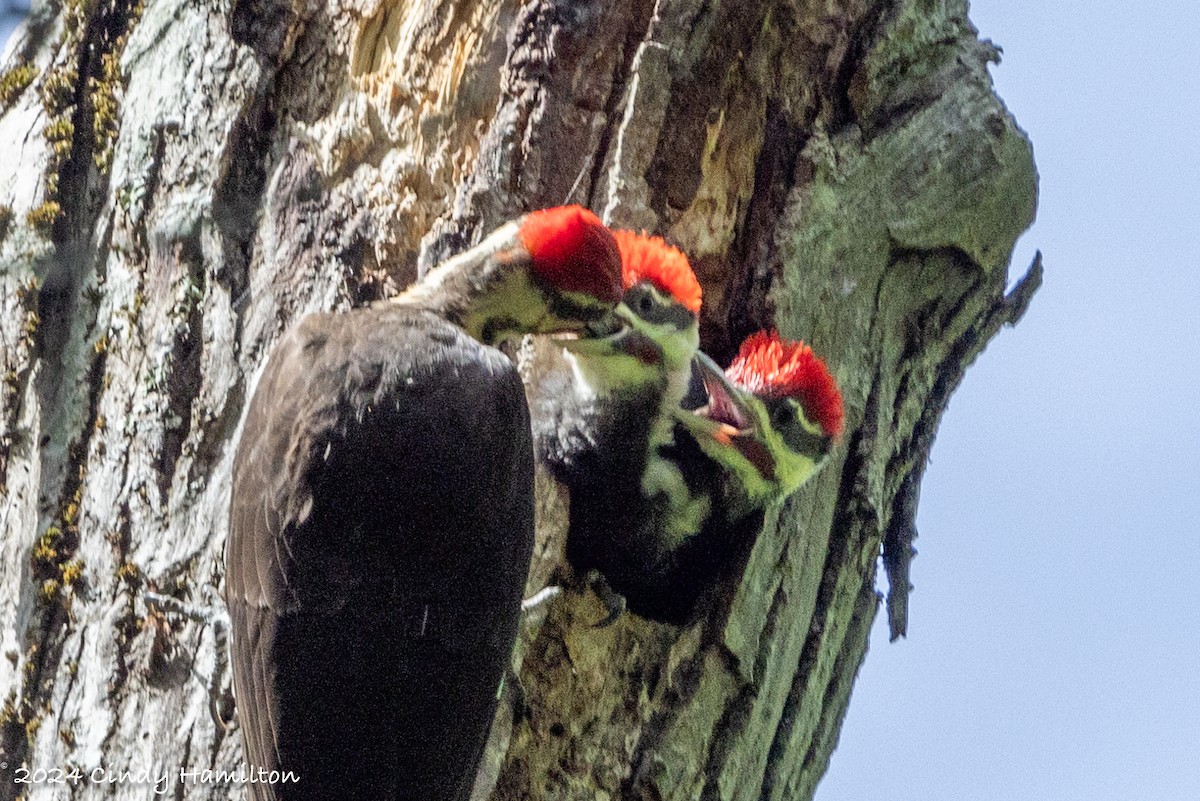 Pileated Woodpecker - ML620197320