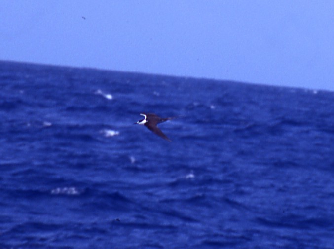 Rußseeschwalbe - ML620197333