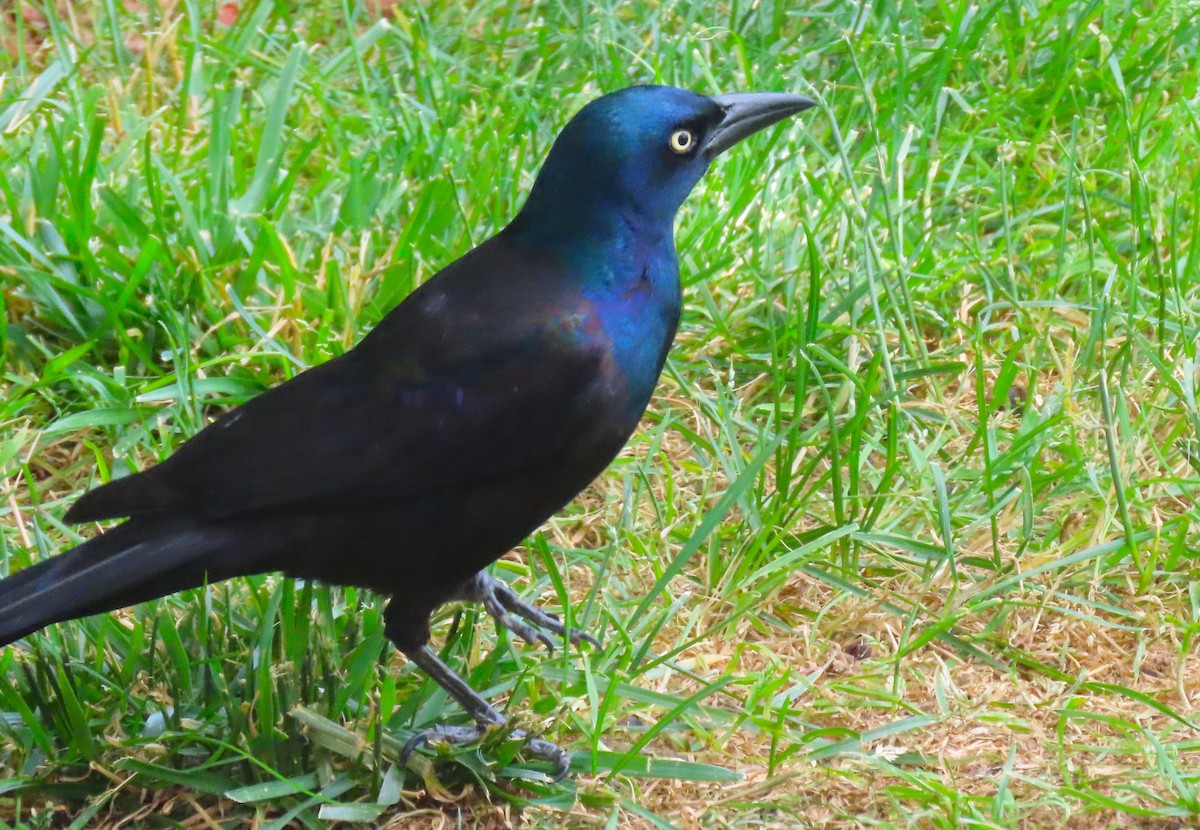 Common Grackle - ML620197334