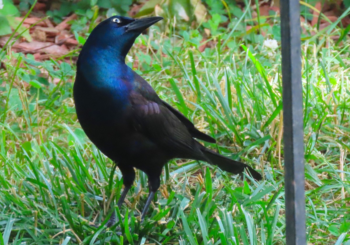 Common Grackle - ML620197336