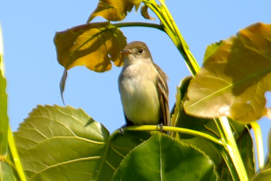 Willow Flycatcher - ML620197341