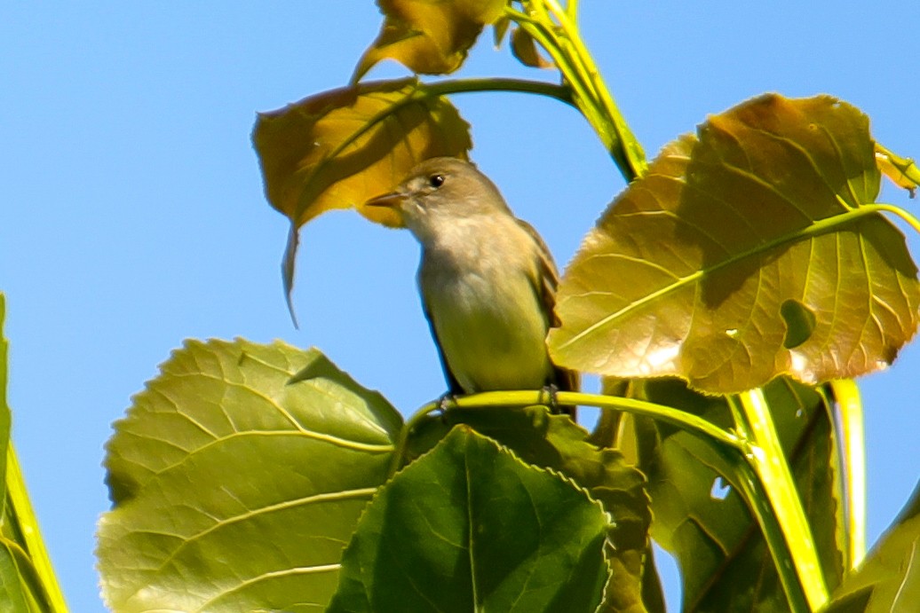 Willow Flycatcher - ML620197342