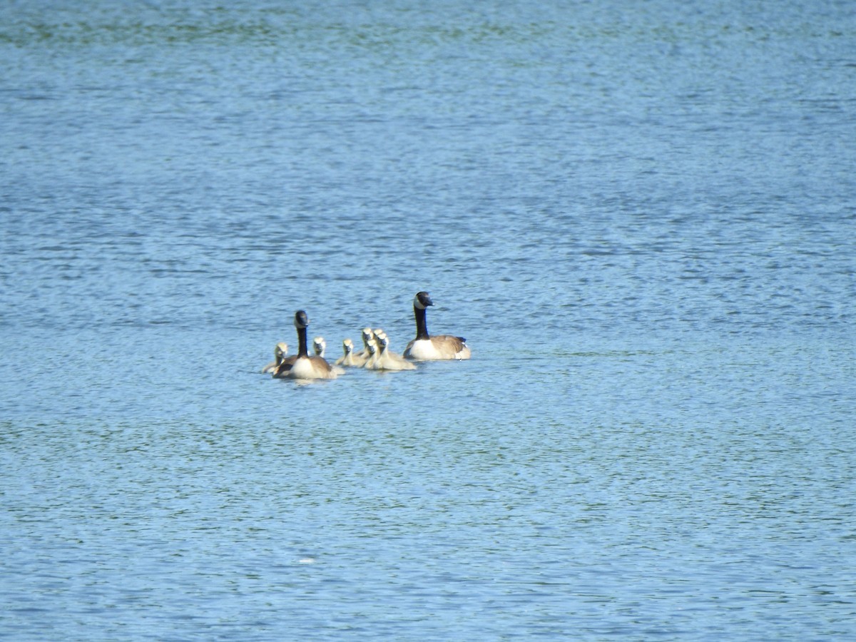 Canada Goose - Liren Varghese