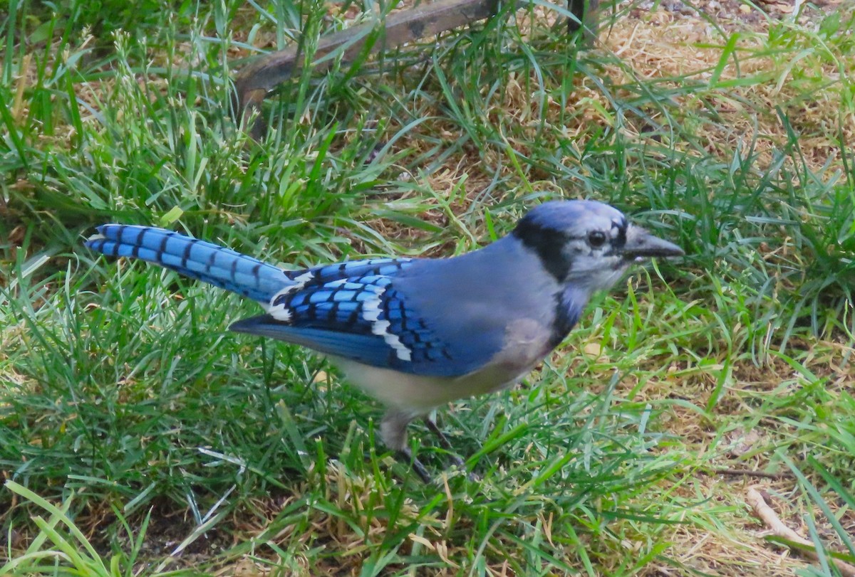 Blue Jay - ML620197347