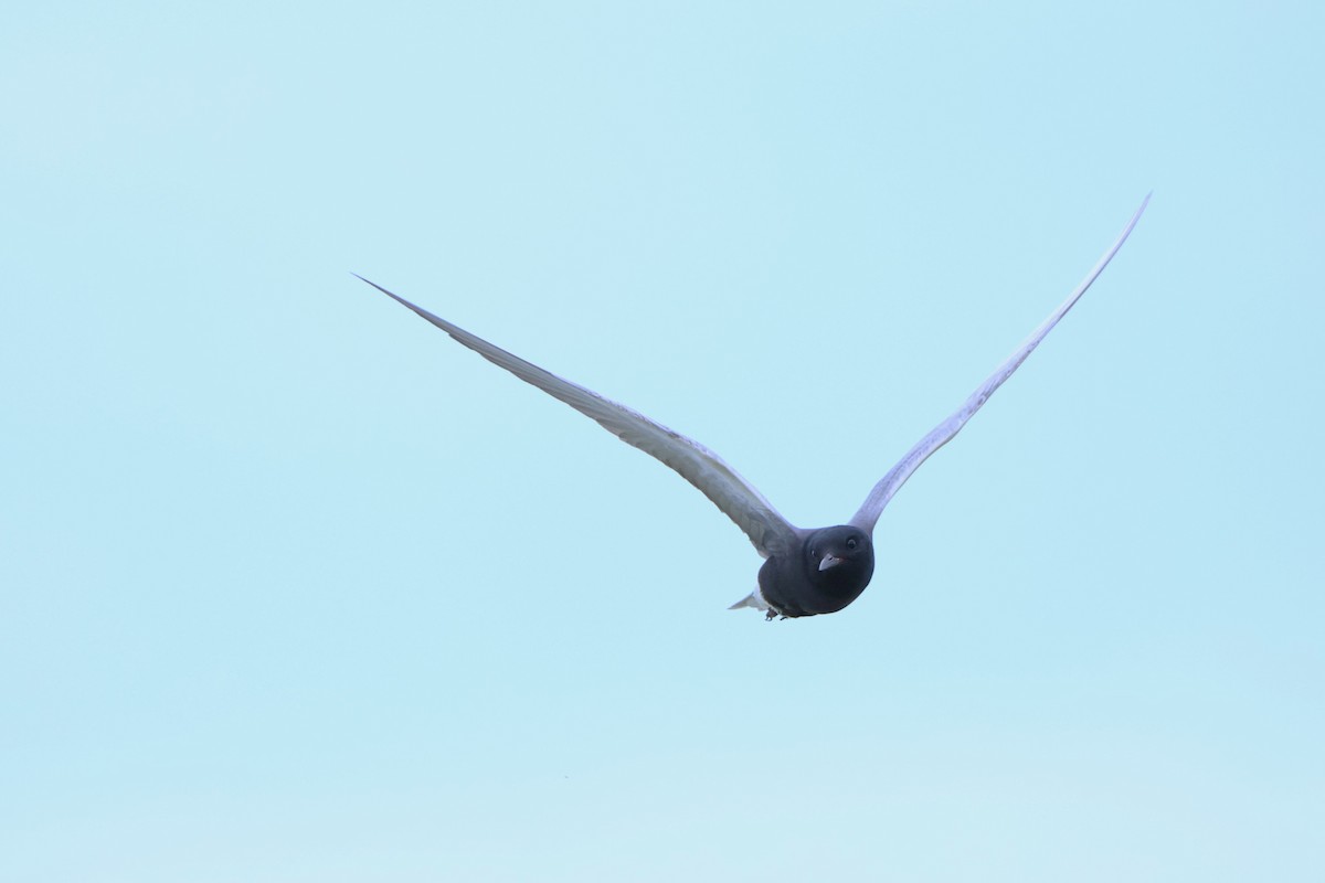 Black Tern - ML620197349