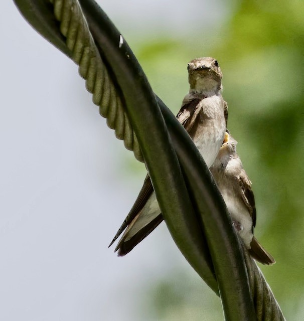 Northern Rough-winged Swallow - ML620197351