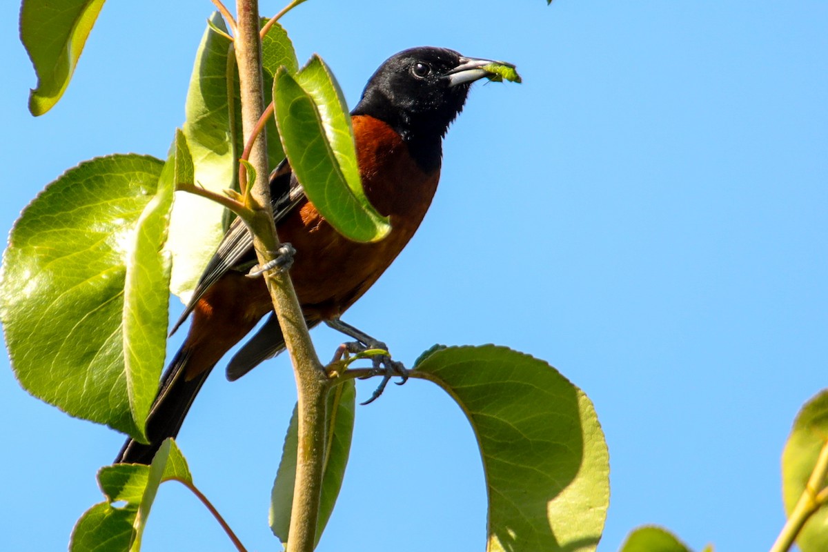 Orchard Oriole - ML620197362
