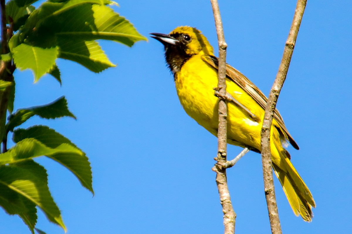 Orchard Oriole - ML620197363