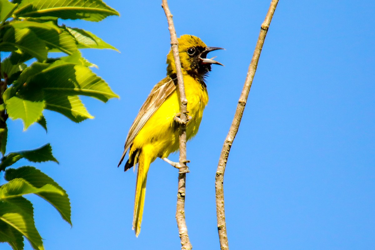Orchard Oriole - ML620197364