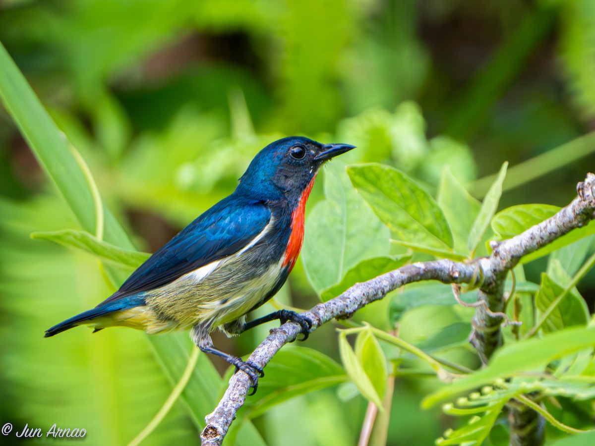 Fire-throated Flowerpecker - ML620197369