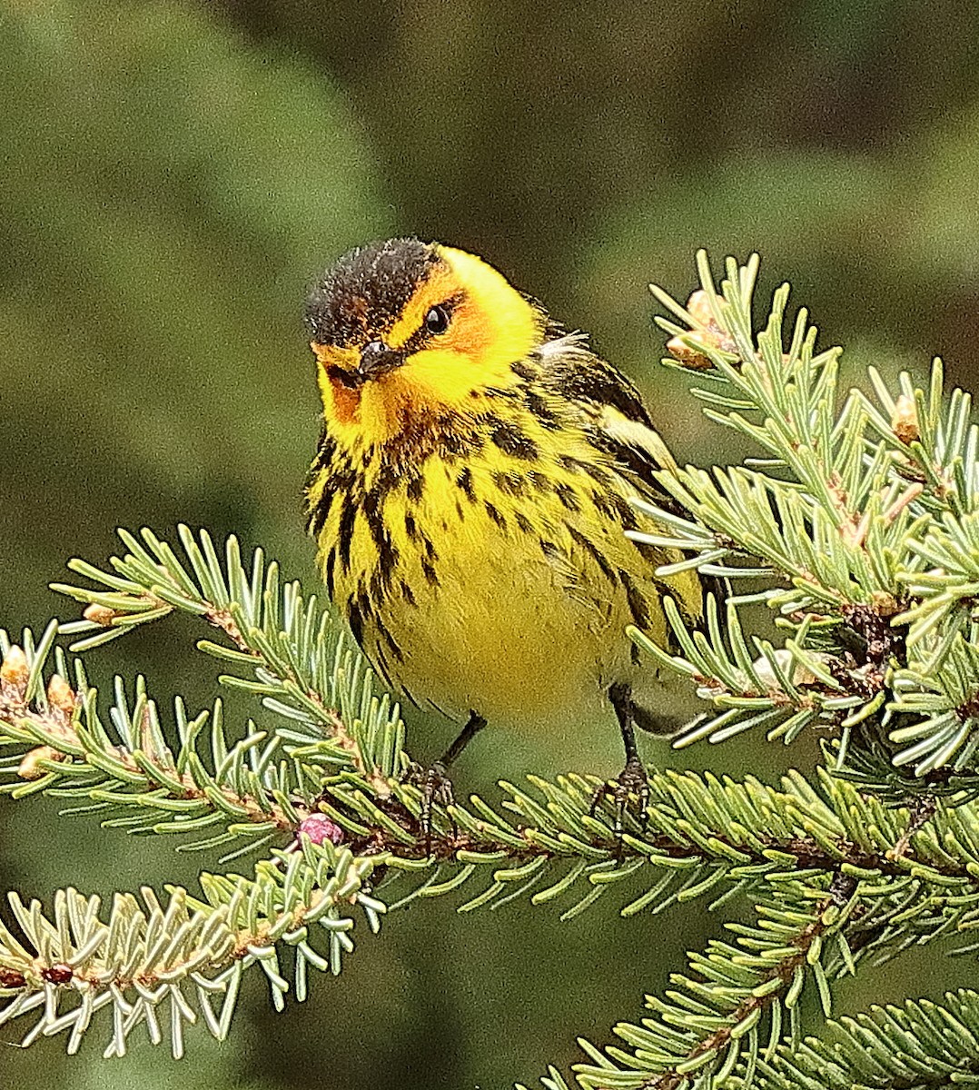 Cape May Warbler - ML620197372
