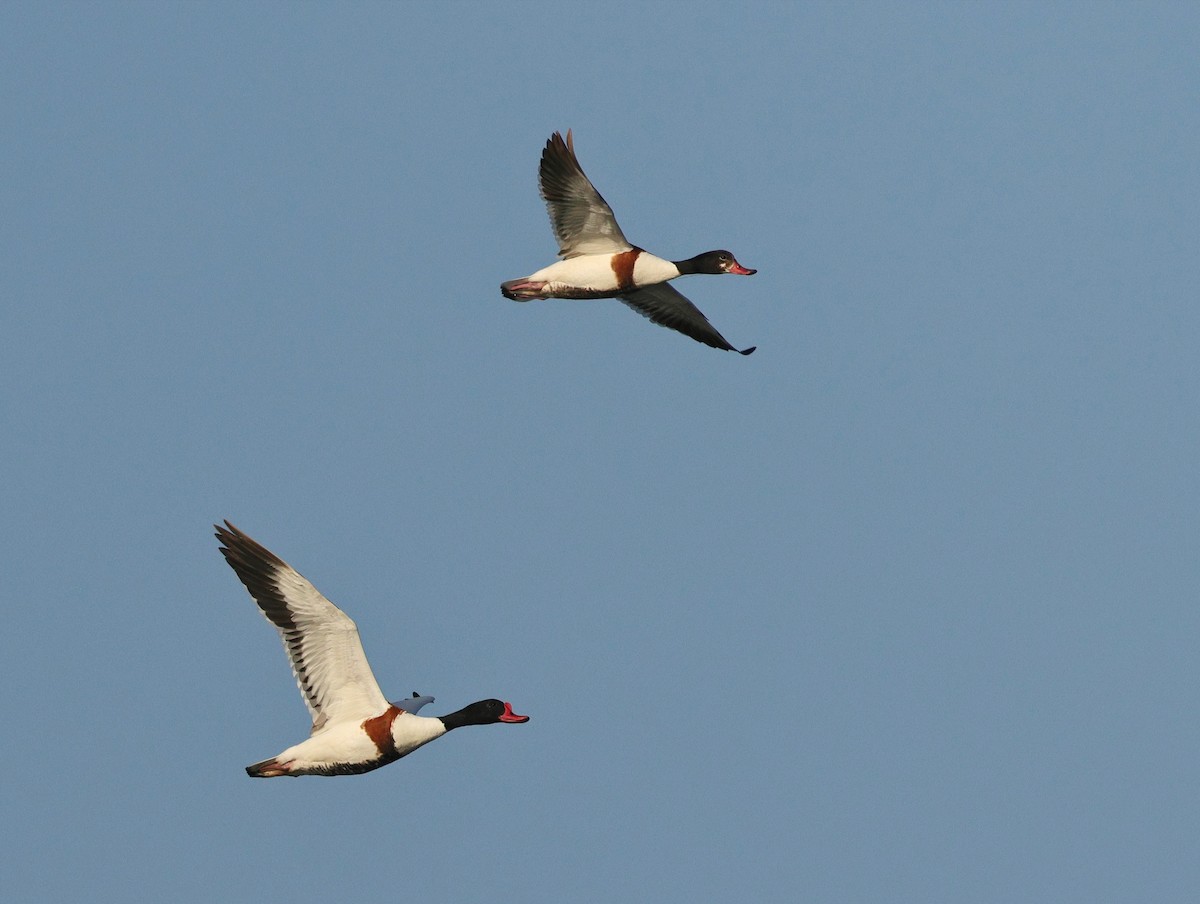 Common Shelduck - ML620197375