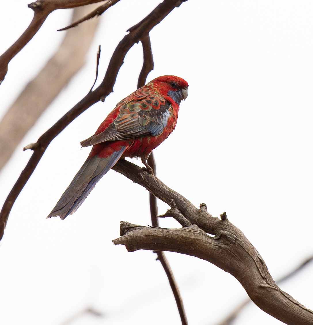 Crimson Rosella - ML620197377