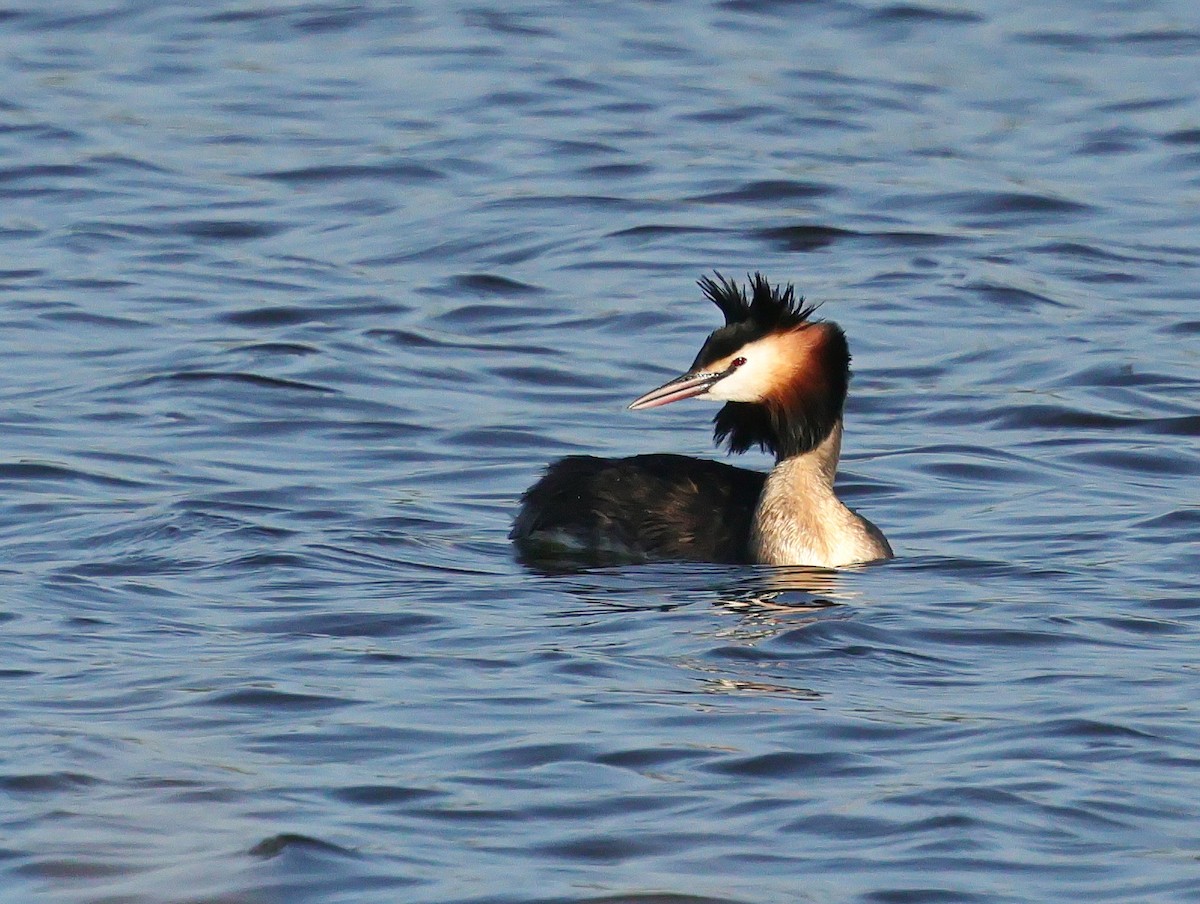 Great Crested Grebe - ML620197380