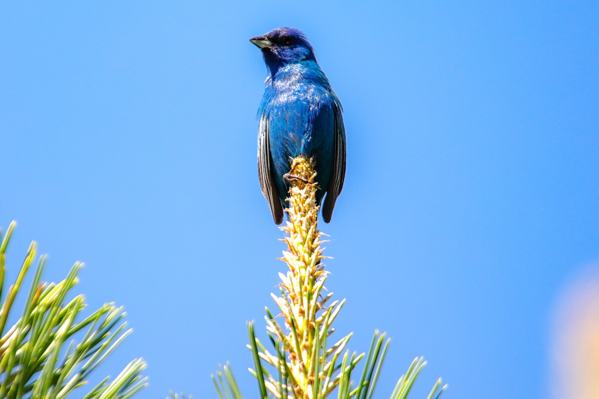 Indigo Bunting - ML620197391