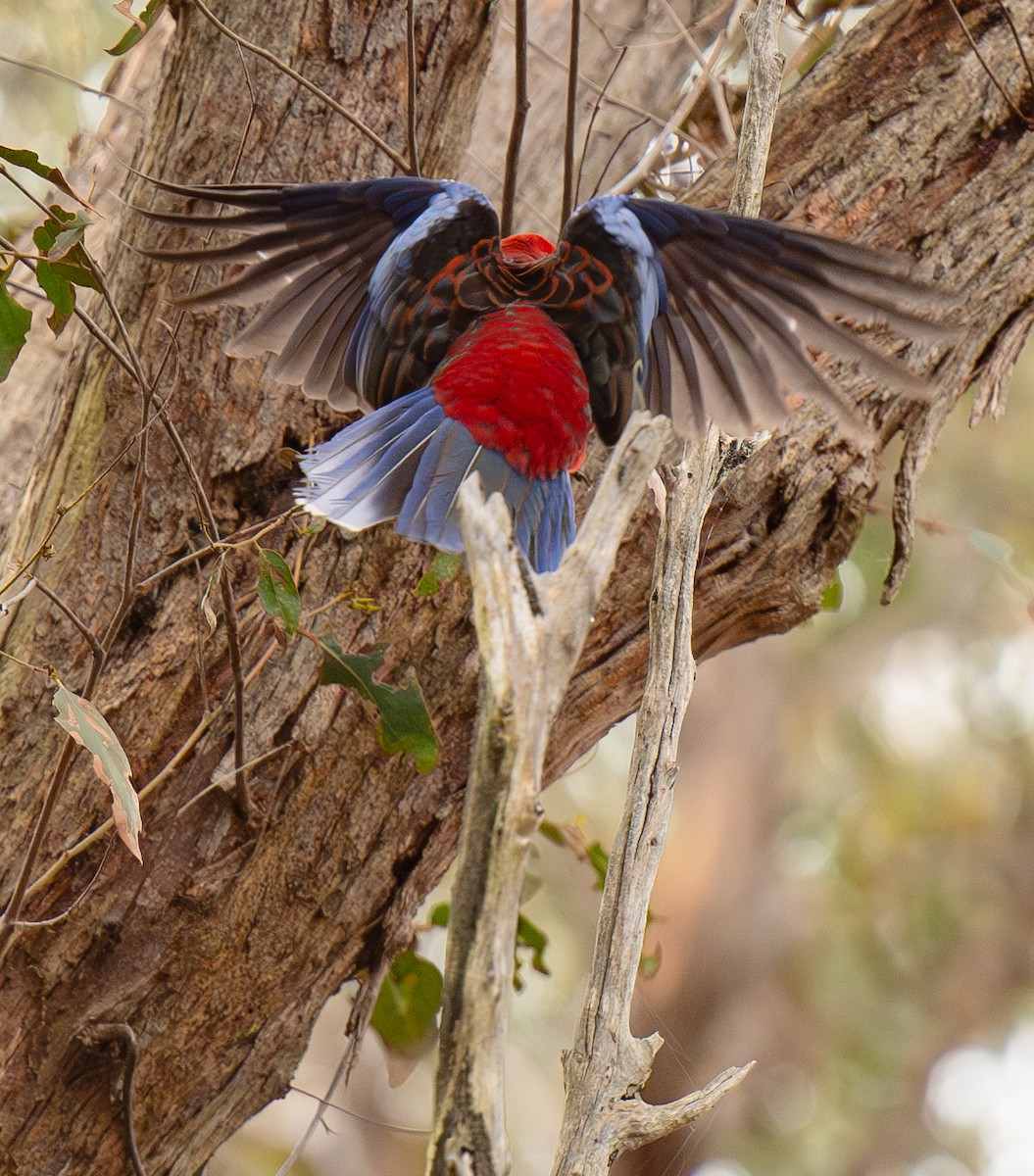 Crimson Rosella - ML620197392