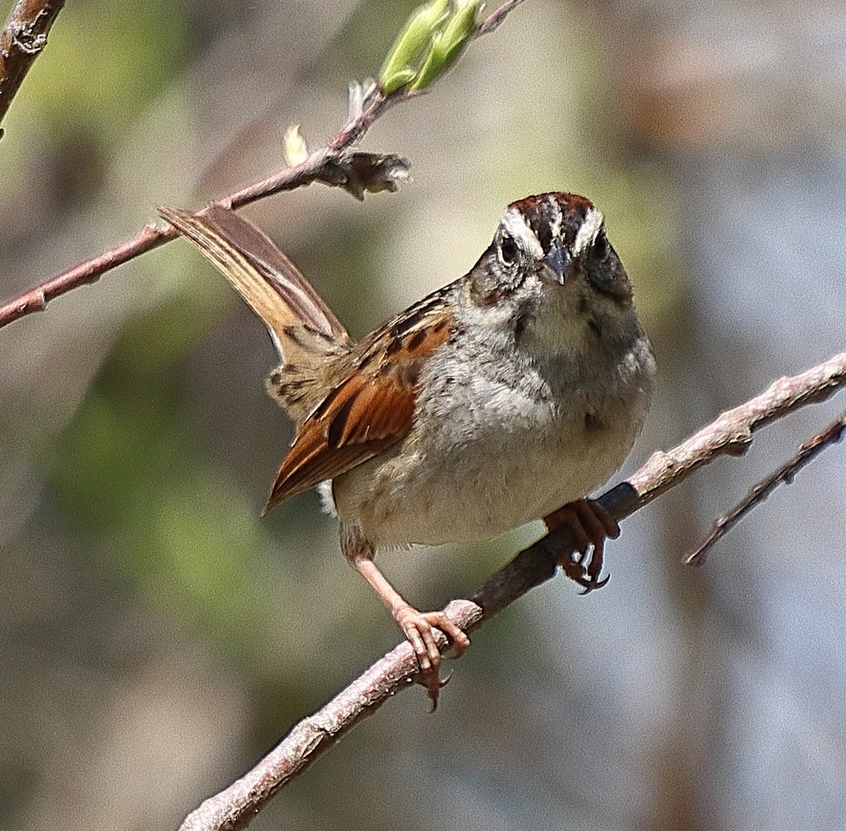 Swamp Sparrow - ML620197395