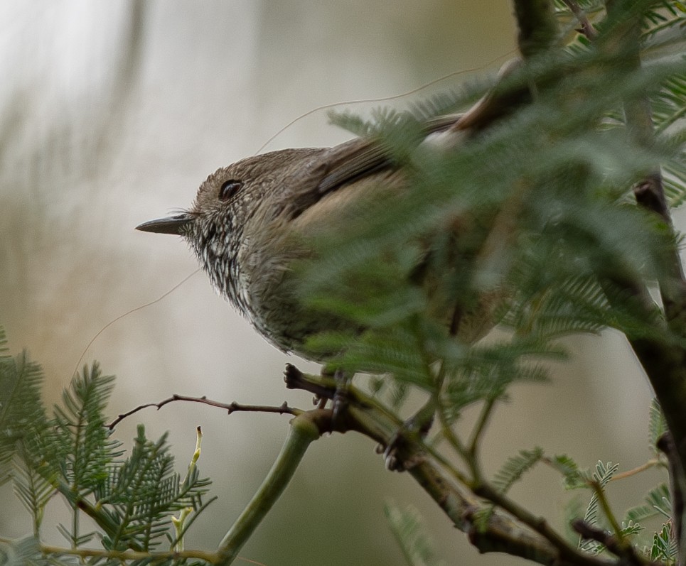 Brown Thornbill - ML620197405