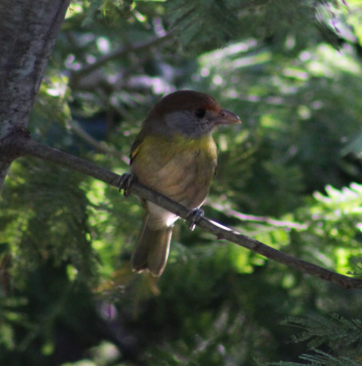 Краснобровый попугаевый виреон - ML620197406