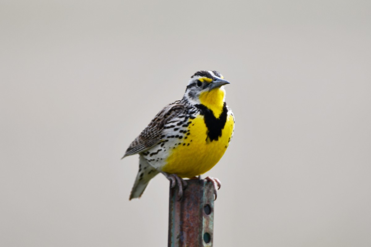 Western Meadowlark - ML620197407