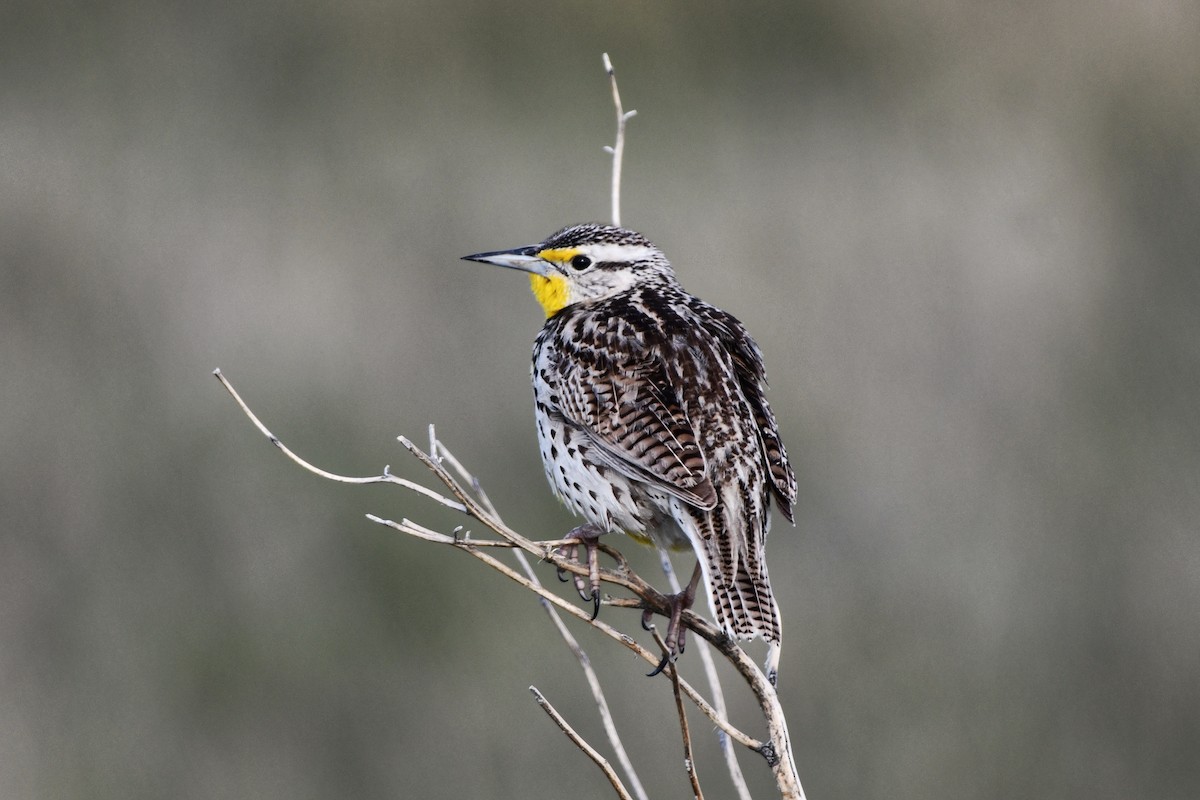 Western Meadowlark - ML620197410