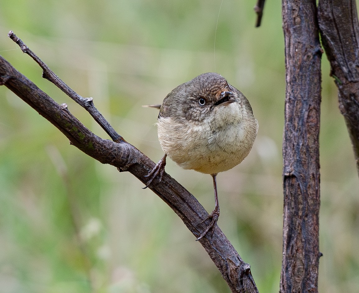 Buff-rumped Thornbill - ML620197413