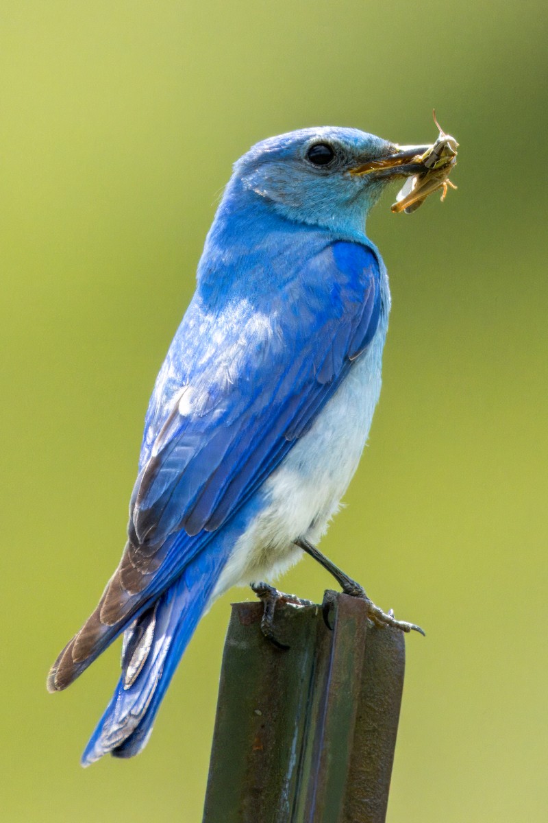 Mountain Bluebird - ML620197423