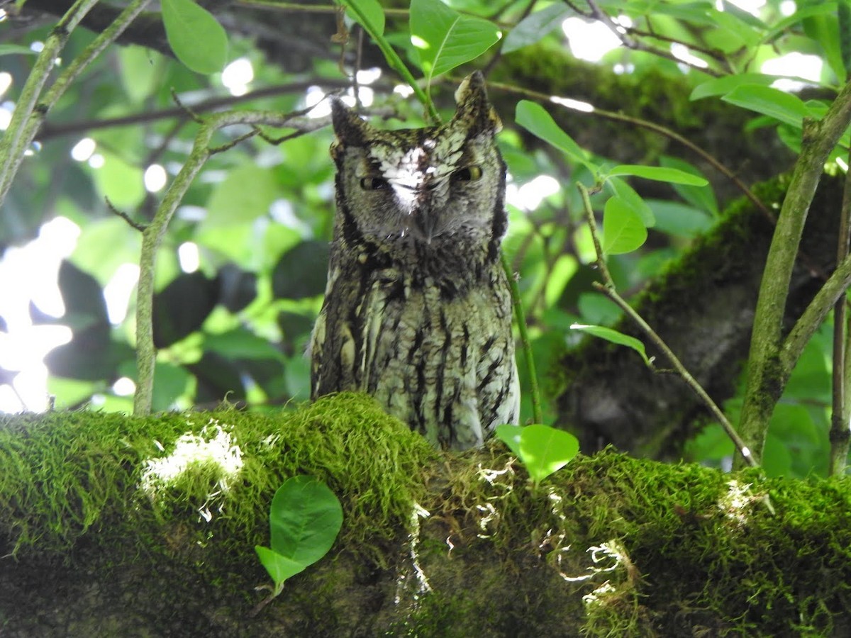 Western Screech-Owl - ML620197430