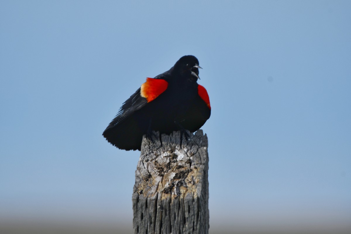 Red-winged Blackbird - ML620197431