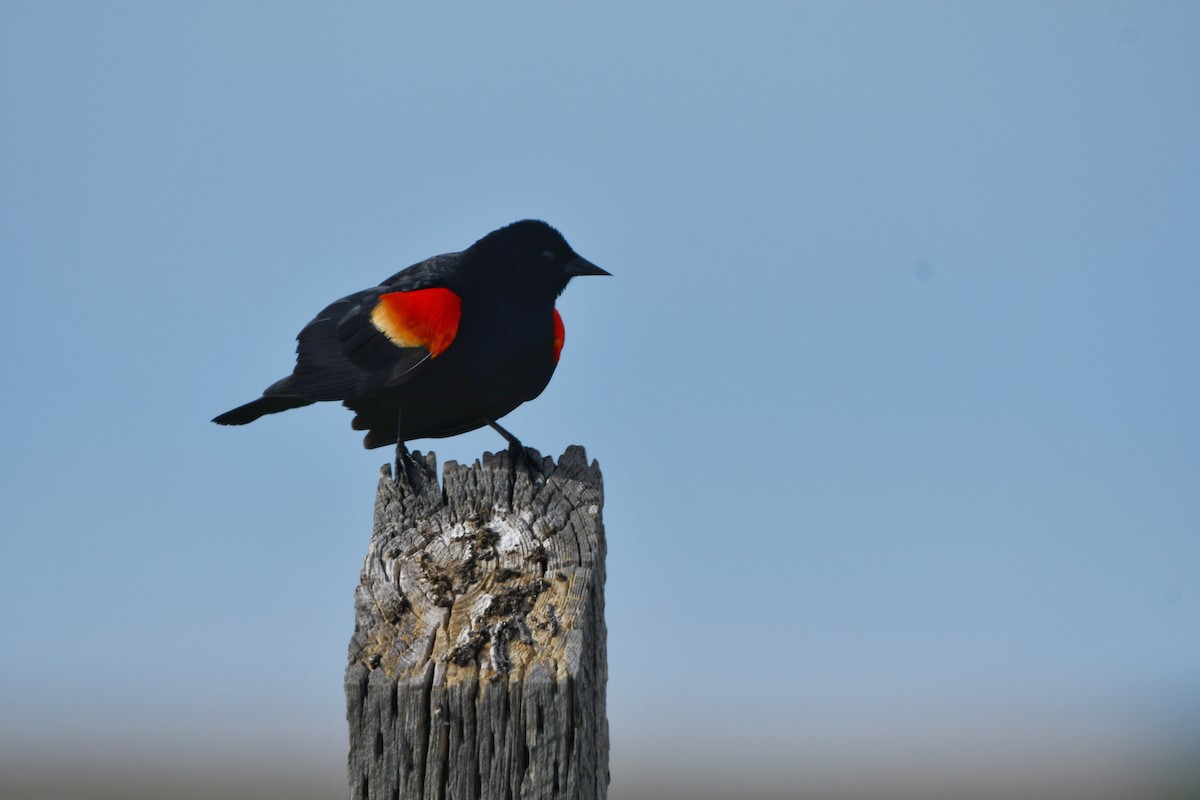 Red-winged Blackbird - ML620197432