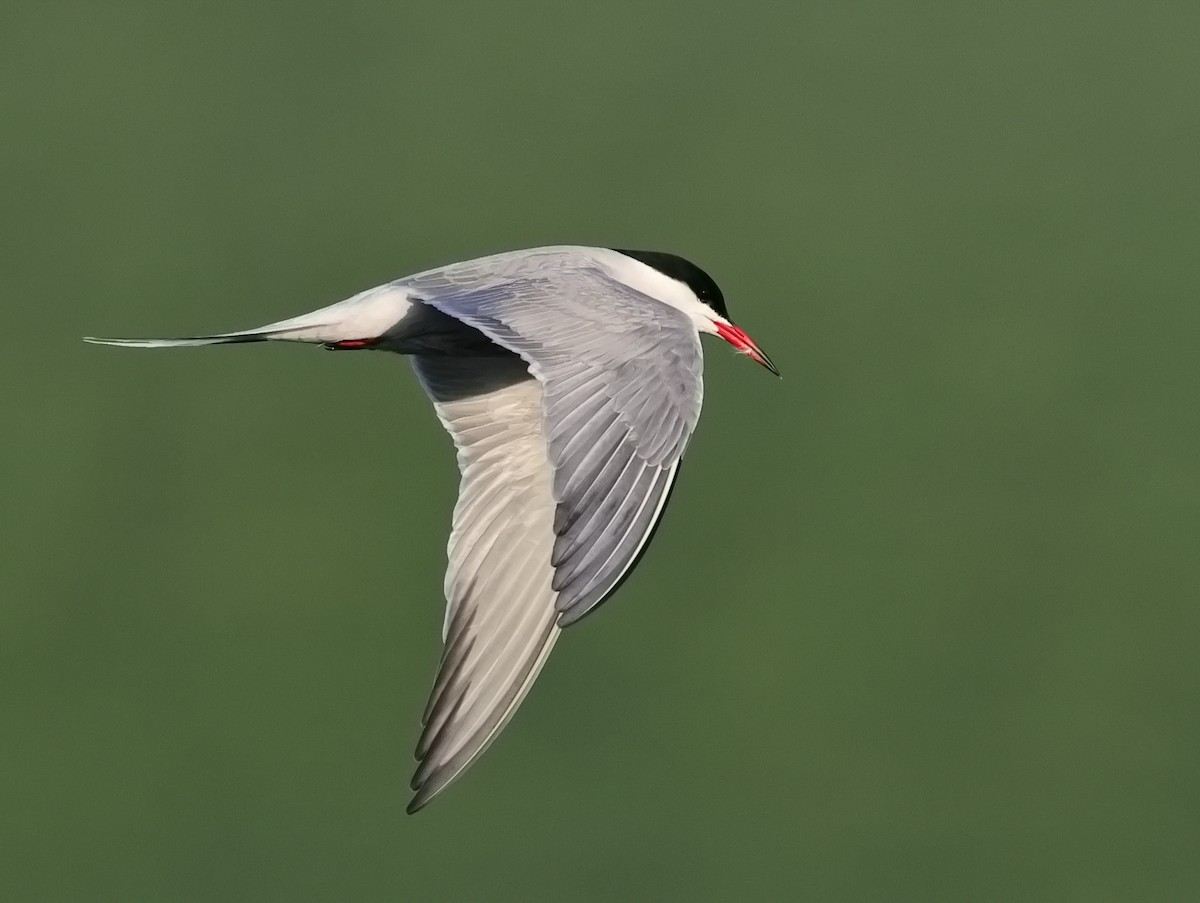 Common Tern - Tim Bray