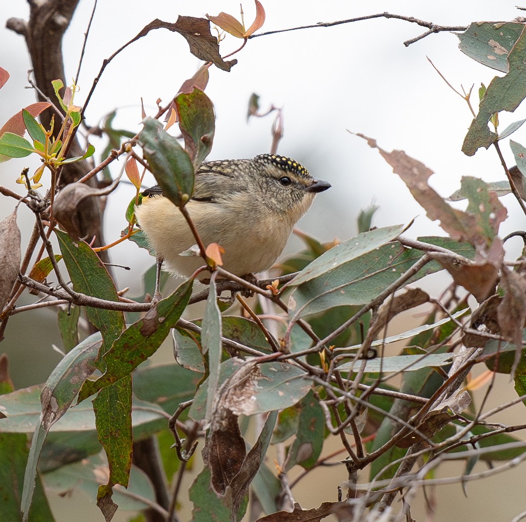 Spotted Pardalote - ML620197438