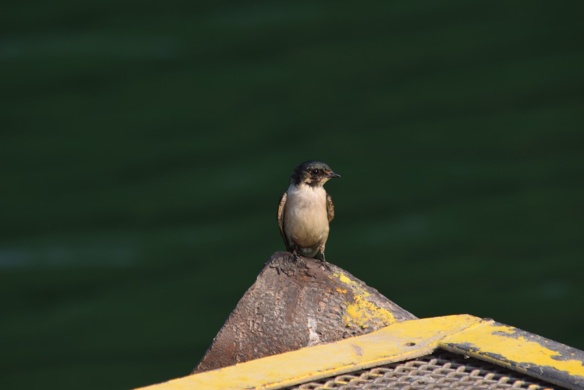 Golondrina de Manglar - ML620197441