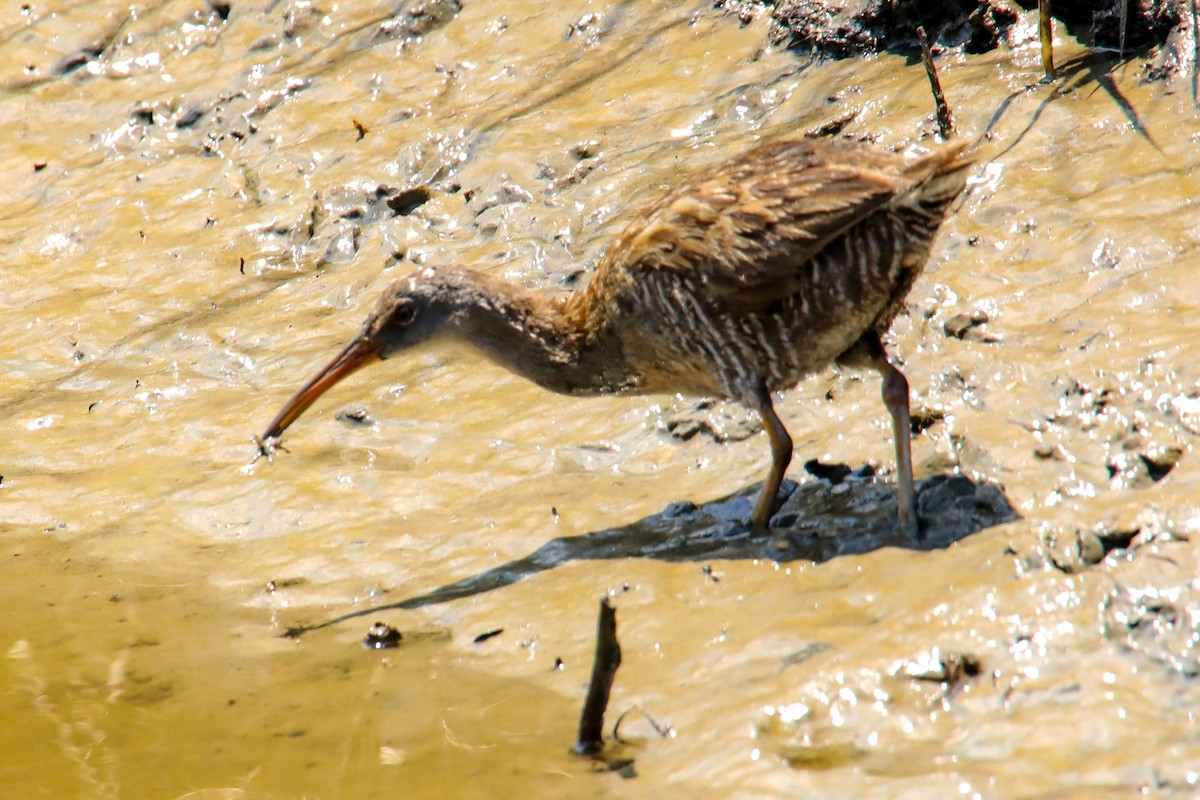 Clapper Rail - ML620197445