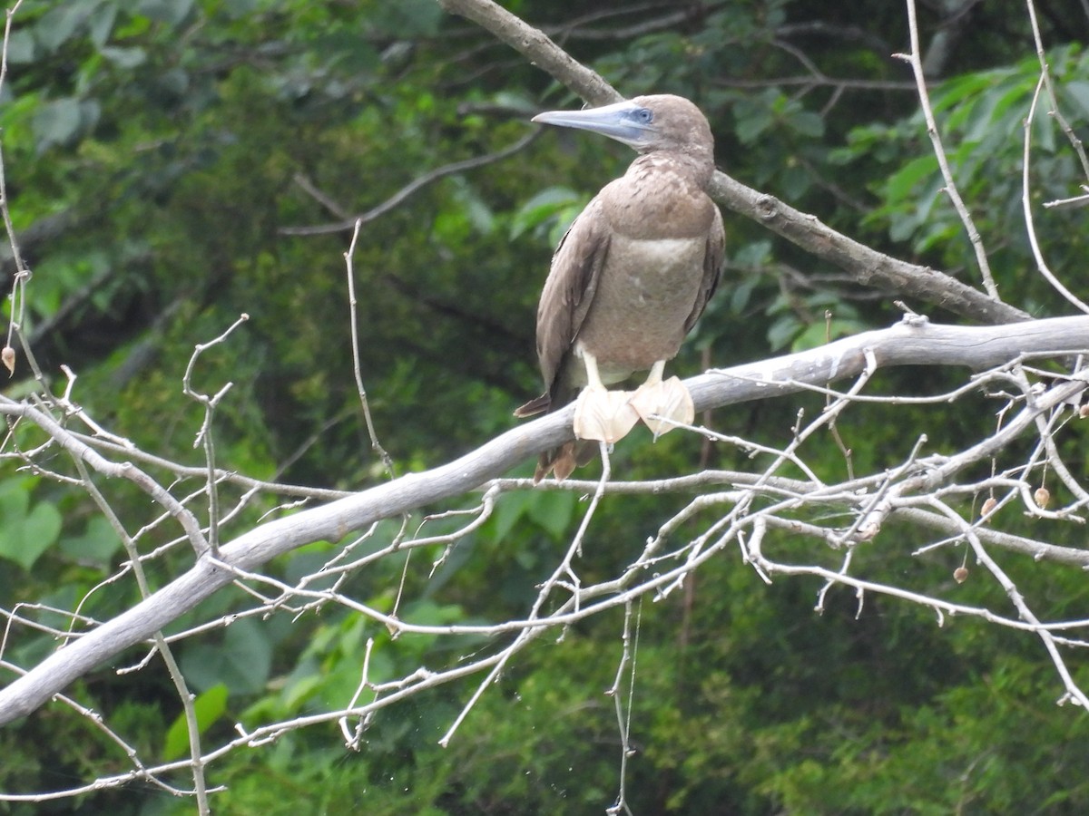 白腹鰹鳥 - ML620197457