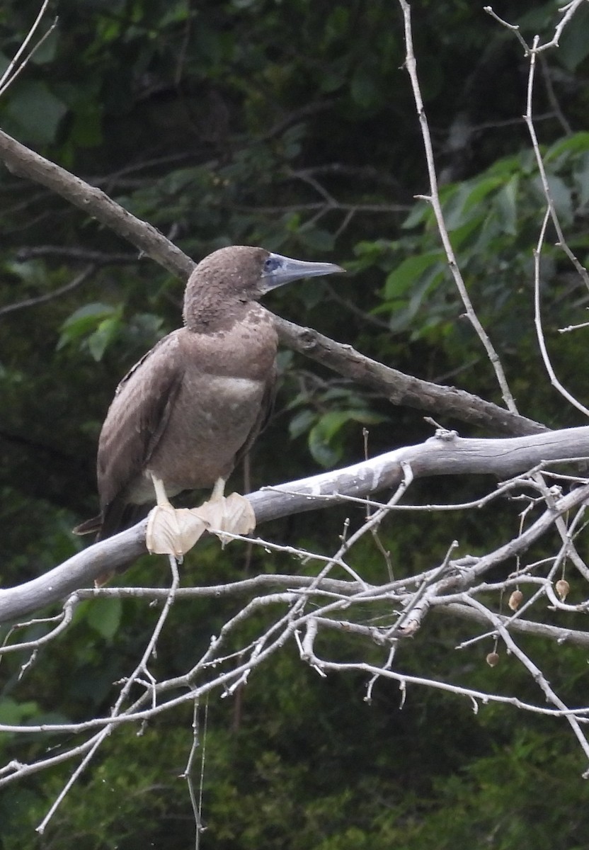 Brown Booby - ML620197459