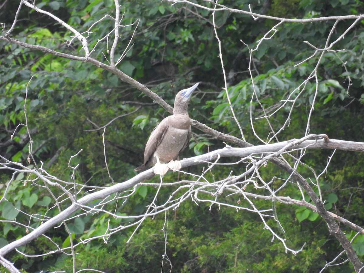 Brown Booby - ML620197460