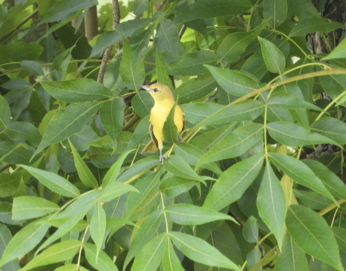 Yellow Warbler - ML620197476