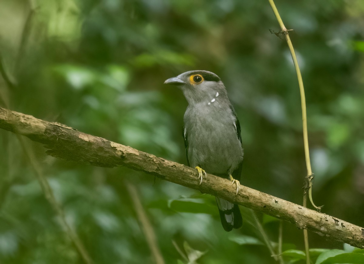 Gray-lored Broadbill - ML620197478